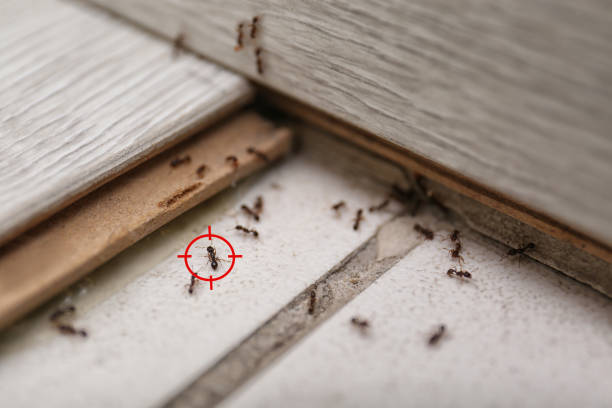  Hydesville, CA Pest Control Pros