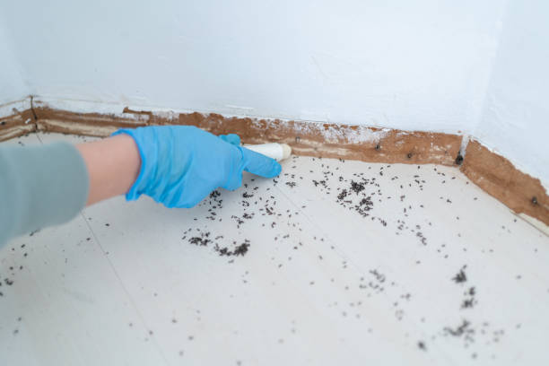 Best Mosquito Control Services  in Hydesville, CA